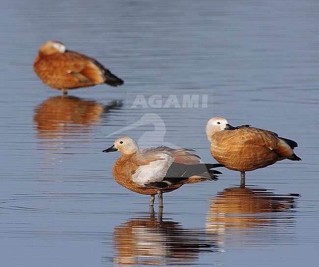 Three Ruddy Shelducks (Tadorna ferruginea) standing in shallow water in the Oostvaardersplassen in the Netherlands during summer. stock-image by Agami/Karel Mauer,