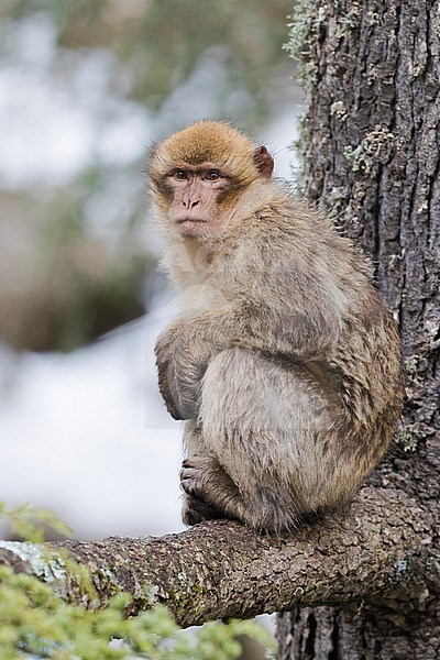 Barbary Macaque (Macaca sylvanus), immature sitting on a Lebanon Cedar's branch stock-image by Agami/Saverio Gatto,