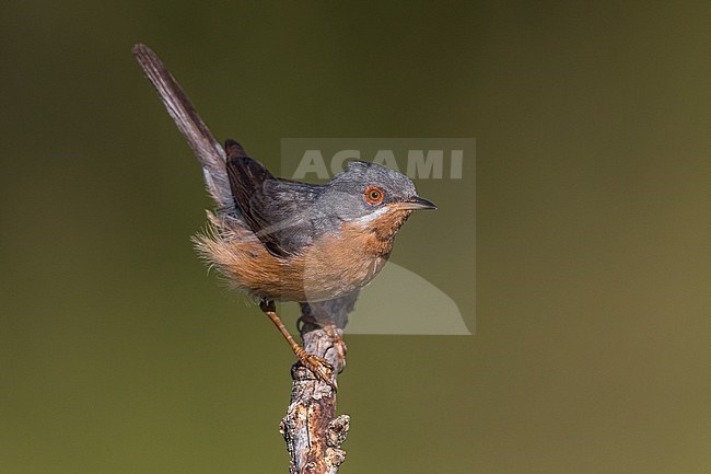 Mannetje Westelijke Baardgrasmus; Male Western Subalpine Warbler stock-image by Agami/Daniele Occhiato,