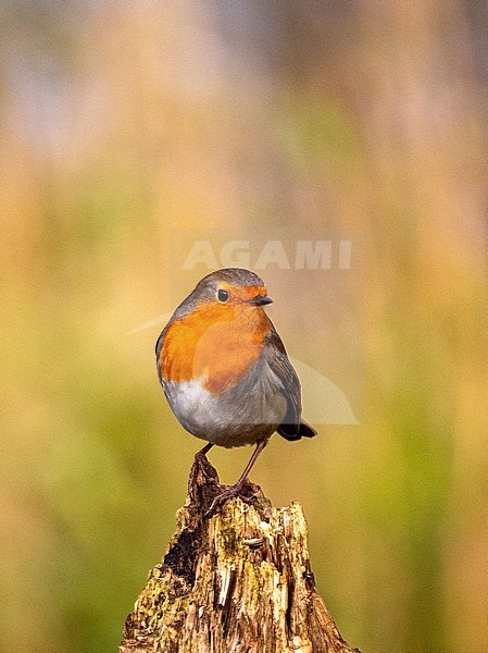 European Robin (Erithacus rubecula) perched on a trunc stock-image by Agami/Roy de Haas,
