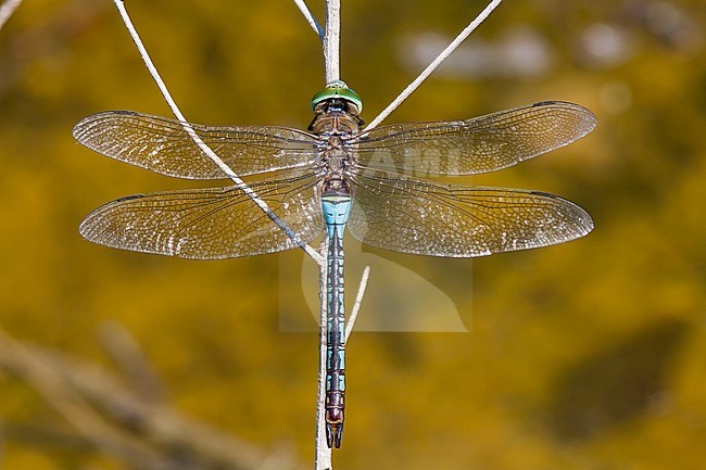 Anax parthenope - Lesser Emperor - Kleine Koenigslibelle, France (Provence), imago stock-image by Agami/Ralph Martin,