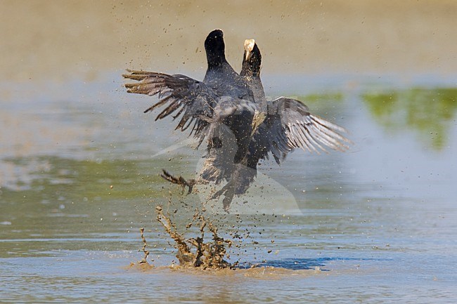 Meerkoet twee vechtend in water; Eurasian Coot two fighting together in water stock-image by Agami/Daniele Occhiato,