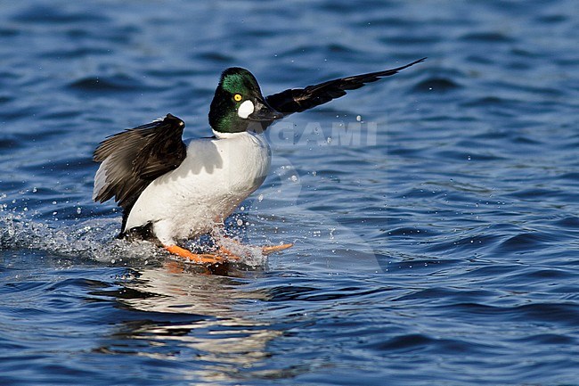 Common Goldeneye (Bucephala clangula) flying in Victoria, BC, Canada. stock-image by Agami/Glenn Bartley,