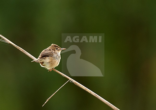 Rands Zanger, Rand's Warbler stock-image by Agami/Roy de Haas,