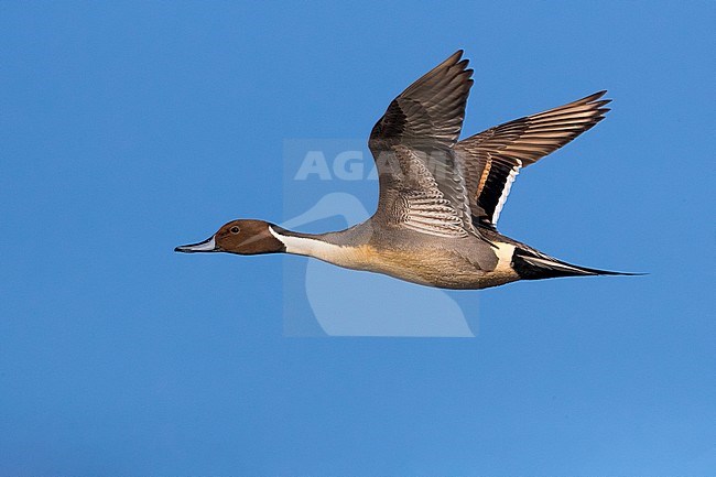 Male Northern Pintail (Anas acuta) in Italy. stock-image by Agami/Daniele Occhiato,