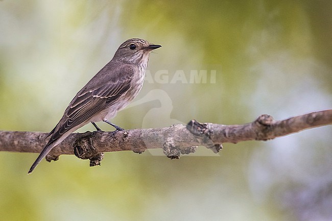 Spotted Flyvcatcher, Muscicapa striata, in Italy. stock-image by Agami/Daniele Occhiato,