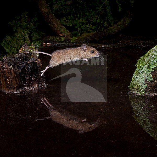 Springende Bosmuis, Wood Mouse jumping stock-image by Agami/Theo Douma,