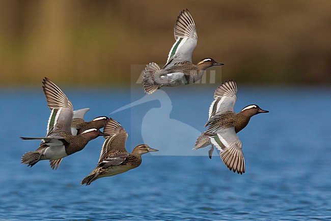 Groep Zomertalingen in de vlucht; Flock of Garganey in flight stock-image by Agami/Daniele Occhiato,