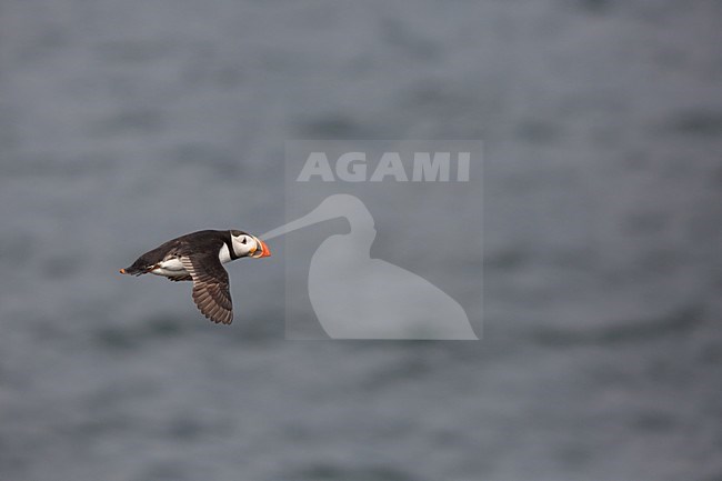 Papegaaiduiker in vlucht, Atlantic Puffin in flight stock-image by Agami/Chris van Rijswijk,