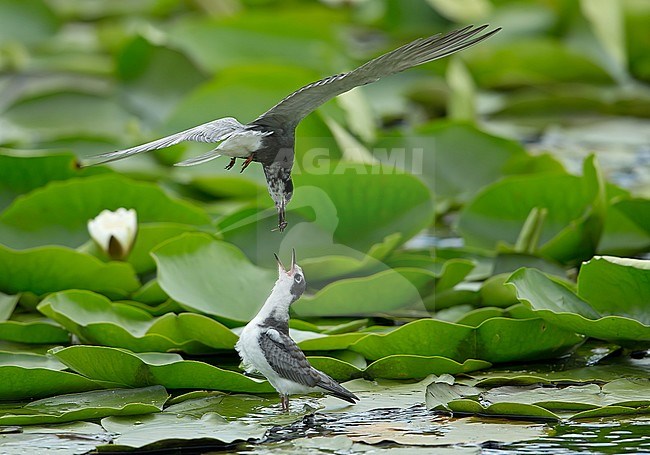 Adult Black Tern (Chlidonias niger) feeding its young chick. stock-image by Agami/Kris de Rouck,