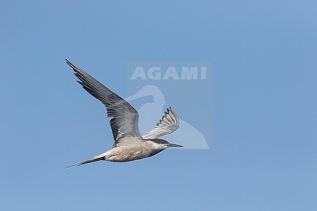 Adult White-cheeked Tern (Sterna repressa) in Israel. stock-image by Agami/Yoav Perlman,