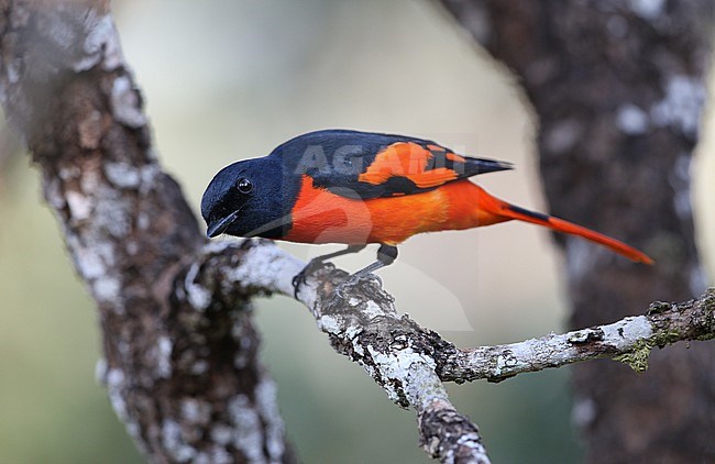Male Scarlet Minivet, Pericrocotus speciosus, perched in a tree in Laos. stock-image by Agami/James Eaton,