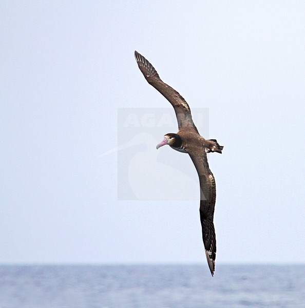Stellers Albatros; Short-tailed Albatross stock-image by Agami/Pete Morris,