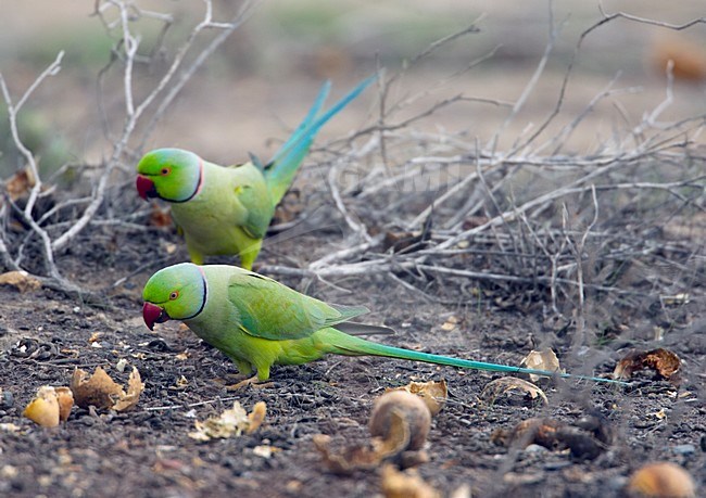 Halsbandparkieten foeragerend op de grond; Rose-ringed Parakeets foraging on the ground stock-image by Agami/Markus Varesvuo,
