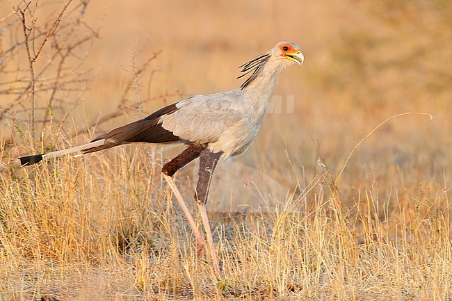 Secreatarybird (Sagittarius serpentarius), side view of an adult walking in the savannah, Mpumalanga, South Africa stock-image by Agami/Saverio Gatto,