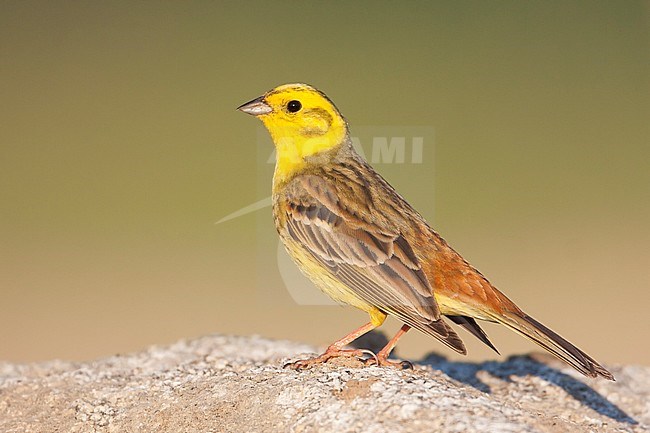 Yellowhammer - Goldammer - Emberiza citrinella ssp. citrinella, Germany, adult male stock-image by Agami/Ralph Martin,