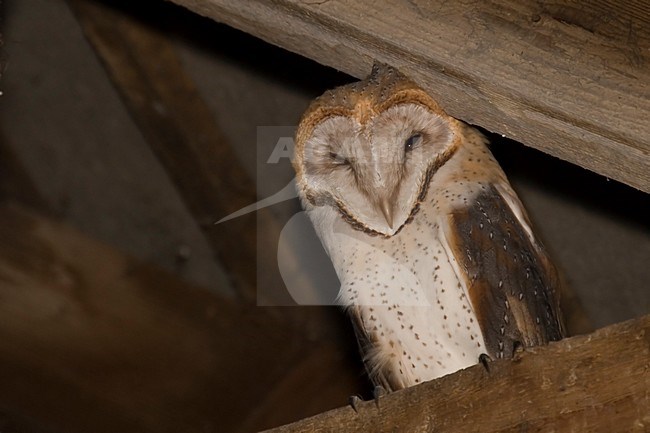 Kerkuil in schuur; Barn Owl in a barn stock-image by Agami/Han Bouwmeester,