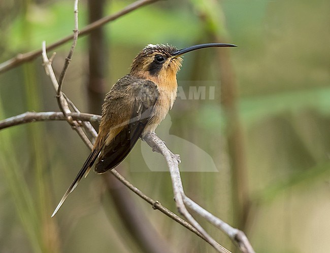Cinnamon-throated Hermit, Phaethornis nattereri, perched on a thin branch stock-image by Agami/Andy & Gill Swash ,