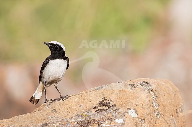 Second-year male Finsch's Wheatear in Tajikistan, perched on a rock. stock-image by Agami/Ralph Martin,