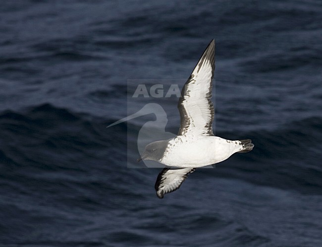 Cape Petrel flying above open ocean; Kaapse Stormvogel vliegend boven de oceaan stock-image by Agami/Marc Guyt,