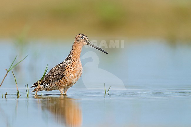 Adult in transition to breeding
Galveston Co., TX
May 2023 stock-image by Agami/Brian E Small,