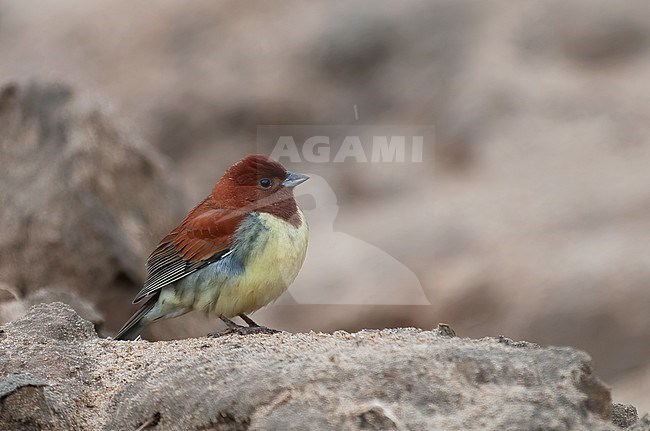 Chestnut Bunting (Emberiza rutila), side view of adult male standing on ground stock-image by Agami/Kari Eischer,