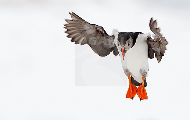 Papegaaiduker vliegend, Atlantic Puffin flying stock-image by Agami/Danny Green,