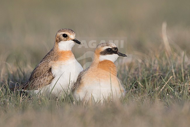 Lesser Sand Plover - Mongolenregenpfeifer - Charadrius mongolus ssp. pamirensis, Kyrgyzstan, adult male and female stock-image by Agami/Ralph Martin,