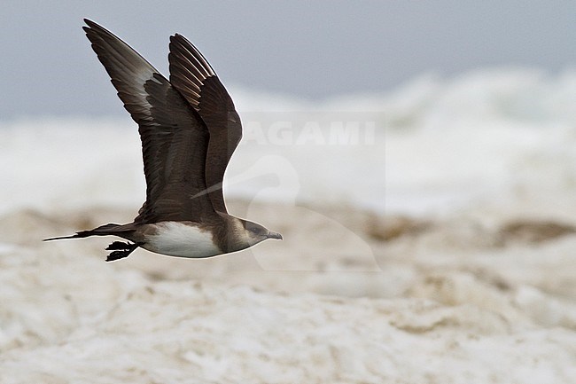 Parasitic Jaeger (Stercorarius parasiticus) flying in Churchill, Manitoba, Canada. stock-image by Agami/Glenn Bartley,