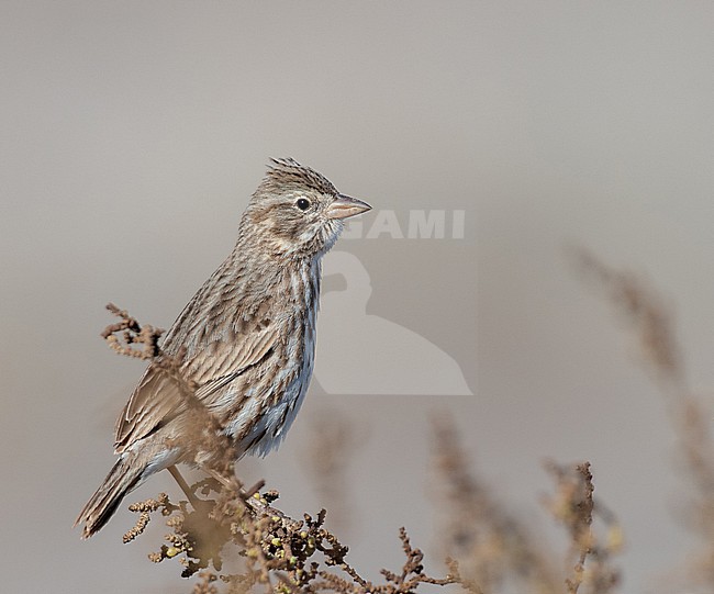 Savannah Sparrow (Passerculus sandwichensis) perched on a branch stock-image by Agami/Ian Davies,