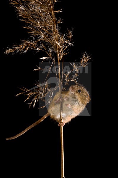Dwergmuis in rietpluim; Harvest Mouse in reed stem stock-image by Agami/Theo Douma,