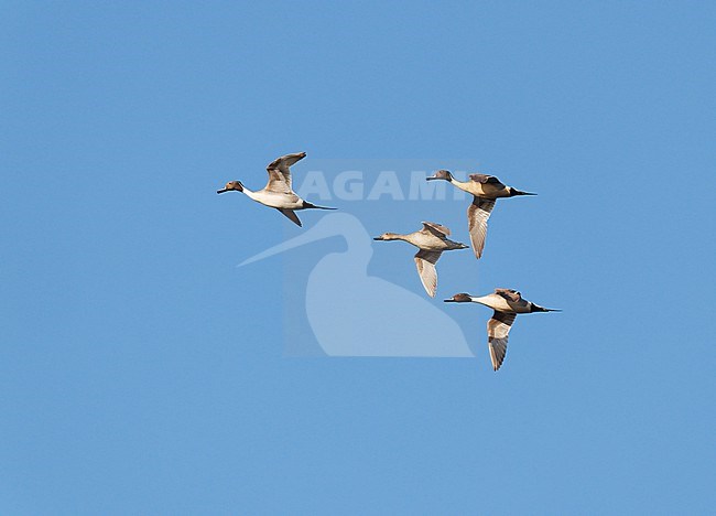 Flock, group Northern Pintail (Anas acuta) on migration flying against blue sky in sideview showing underparts stock-image by Agami/Ran Schols,