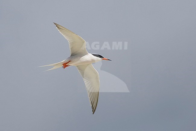 Volwassen Dougalls Stern in de vlucht, Adult Roseate Tern in flight stock-image by Agami/David Monticelli,