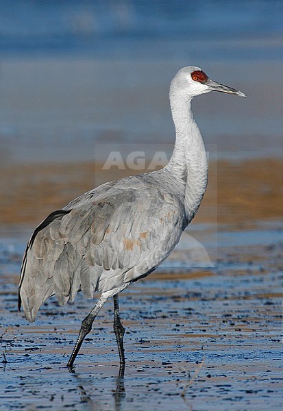 Adult
Socorro Co., NM
December 2007 stock-image by Agami/Brian E Small,