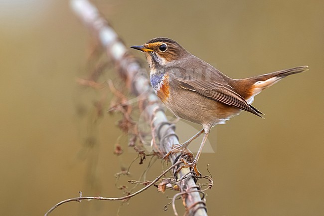 White-spotted Bluethroat, Luscinia svecica, in Italy. stock-image by Agami/Daniele Occhiato,