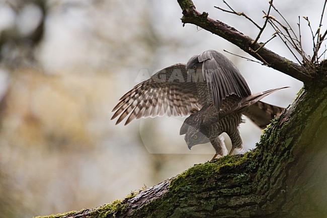 Parende Sperwers, Eurasian Sparrowhawks mating stock-image by Agami/Menno van Duijn,