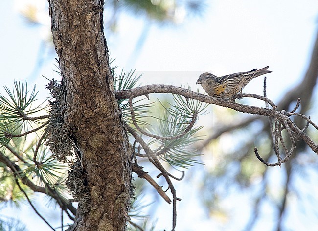 Immature male Cyprus Crossbill (Loxia curvirostra guillemardi) in pine forest on the top of Trodos mountains in Cyprus. stock-image by Agami/Marc Guyt,