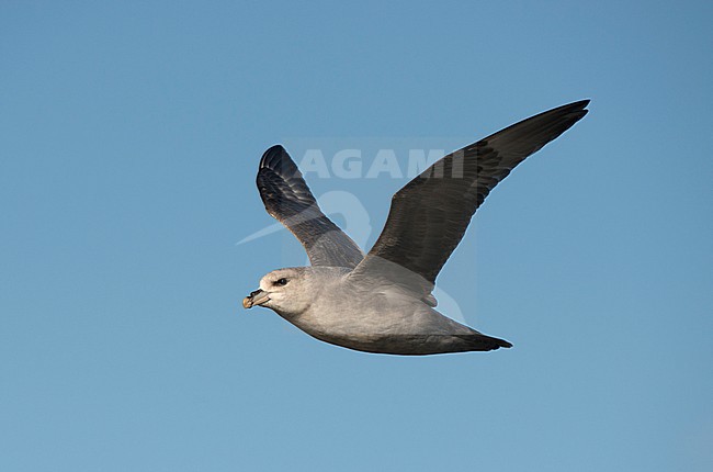Northern 'Blue' Fulmar (Fulmarus glacialis) in flight during the short arctic summer off Spitsbergen. stock-image by Agami/Dani Lopez-Velasco,