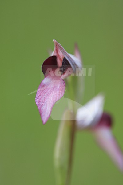 Tongue orchid detail of flowers France, Gewone tongorchis detail van bloemen Frankrijk stock-image by Agami/Jacques van der Neut,