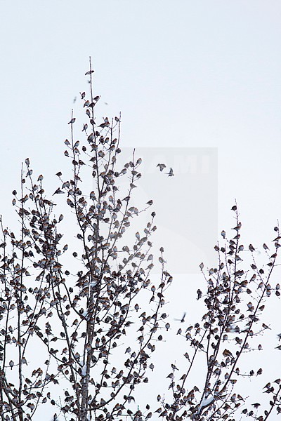 Brambling - Bergfink - Fringilla montifringilla, sleeping roost, Germany stock-image by Agami/Ralph Martin,