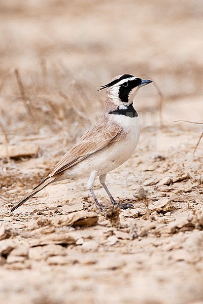 Adult Temminck's Lark (Eremophila bilopha) in the southern negev, Israel, stock-image by Agami/Marc Guyt,