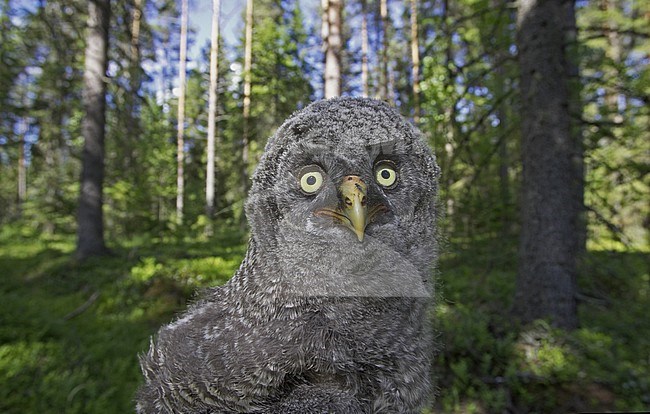 Juvenile Great Grey Owl stock-image by Agami/Jari Peltomäki,