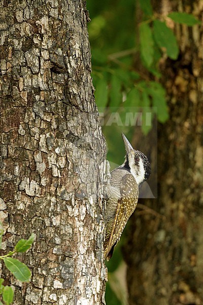baardspecht; Bearded Woodpecker; stock-image by Agami/Walter Soestbergen,