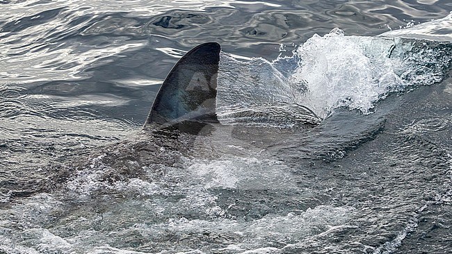 Dorsal Fin of Great White Shark near Seal Island in False Bay, South Africa. stock-image by Agami/Vincent Legrand,