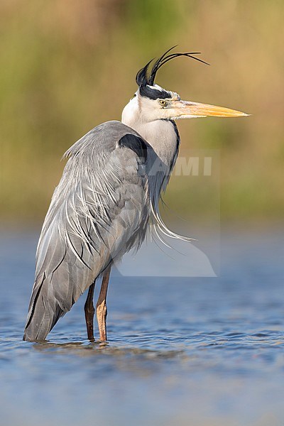 Grey Heron (Ardea cinerea), side view of an adult standing in the water, Campania, Italy stock-image by Agami/Saverio Gatto,