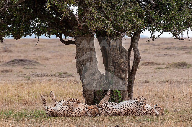 Two cheetahs, Acinonyx jubatus, resting on their backs under a tree. Masai Mara National Reserve, Kenya. stock-image by Agami/Sergio Pitamitz,