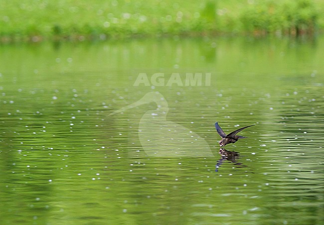 Common Swift - Mauersegler - Apus apus ssp. apus, Germany, drinking stock-image by Agami/Ralph Martin,