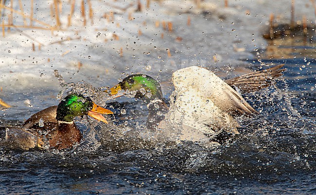 Two males Mallard (Anas platyrhynchos) fighting in an urban lake in  Katwijk, Netherlands. stock-image by Agami/Marc Guyt,