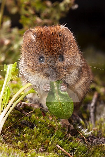 Etende Rosse Woelmuis; Bank Vole eating stock-image by Agami/Theo Douma,
