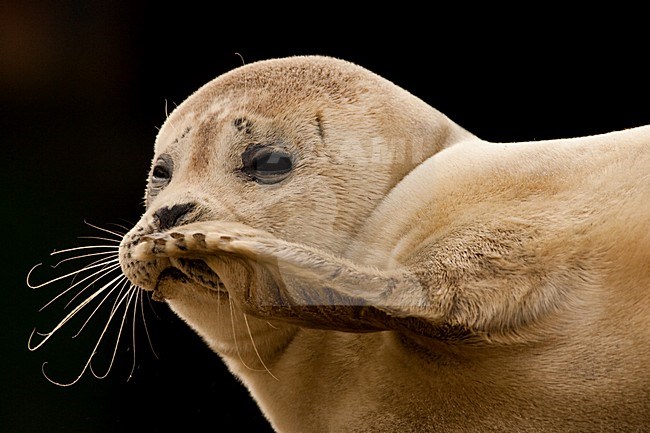 Gewone zeehond op strand; Harbour Seal on beach stock-image by Agami/Menno van Duijn,